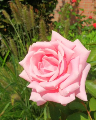 Rose de Frederic Mistral
