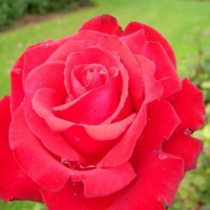 Rose de Grand Amore