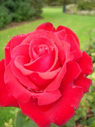 Rose de Grand Amore